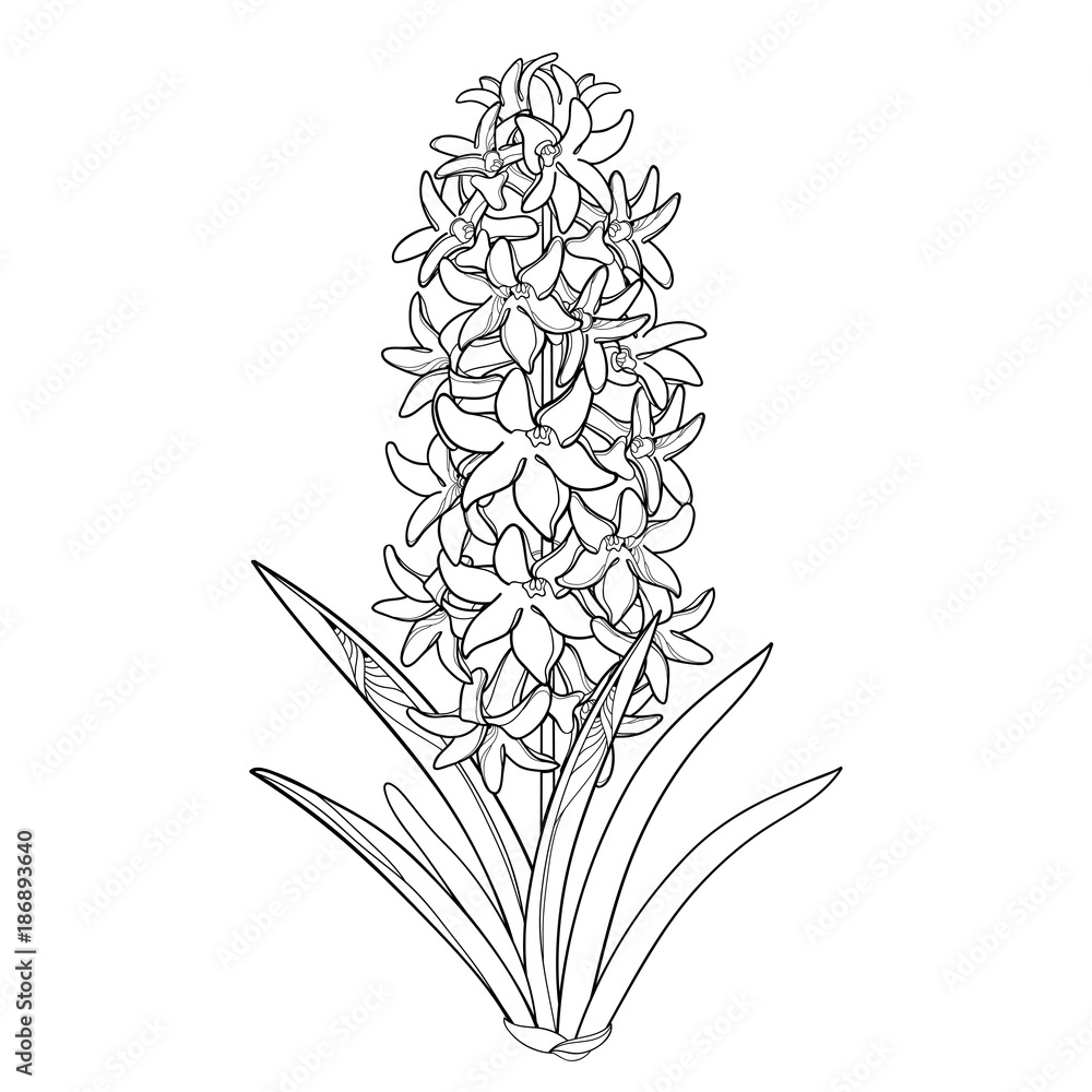 Vector bouquet with outline hyacinth flower bunch bud and ornate leaves in black isolated on white background fragrant bulbous plant in contour style for spring design or coloring book vector