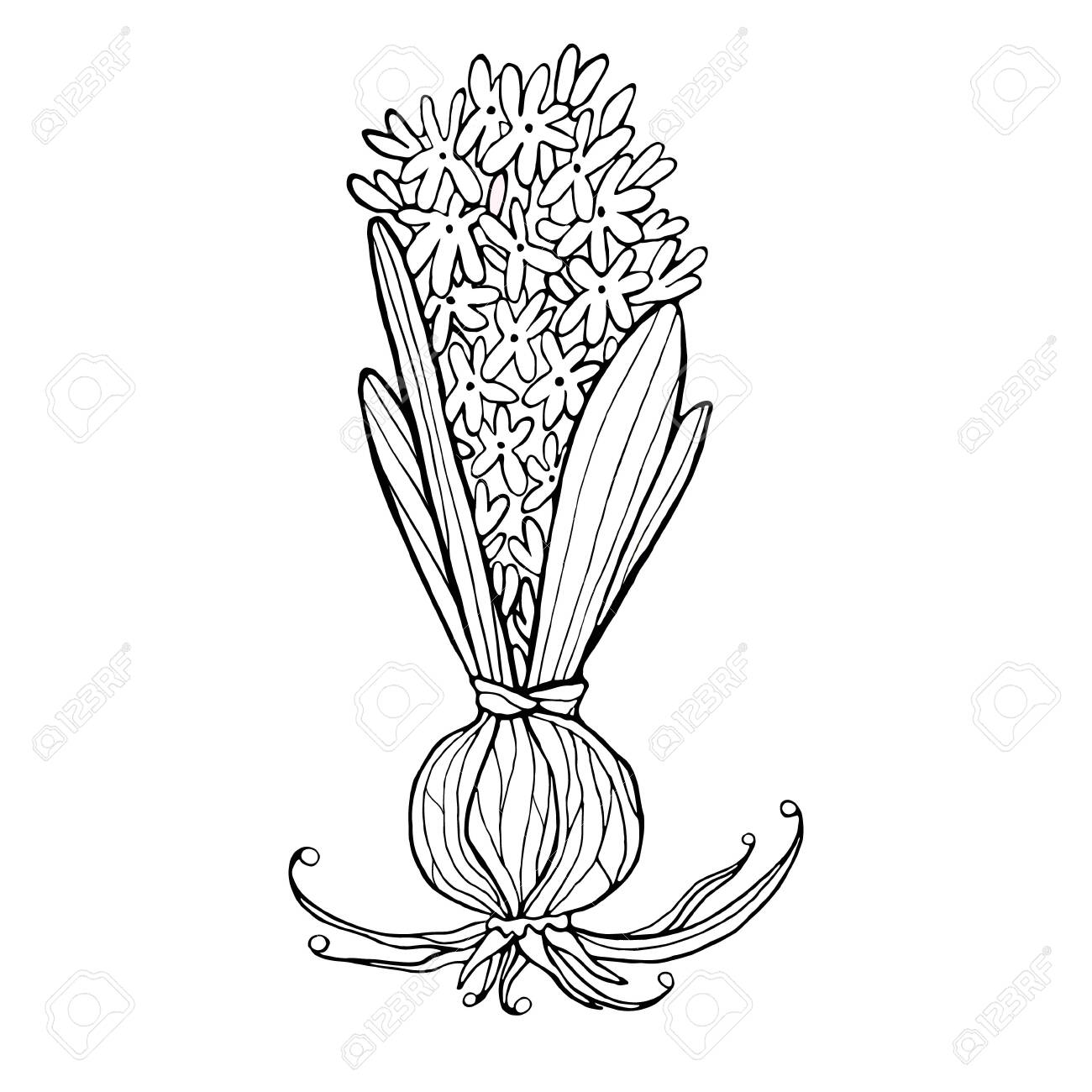 Vector black and white hyacinth coloring page royalty free svg cliparts vectors and stock illustration image