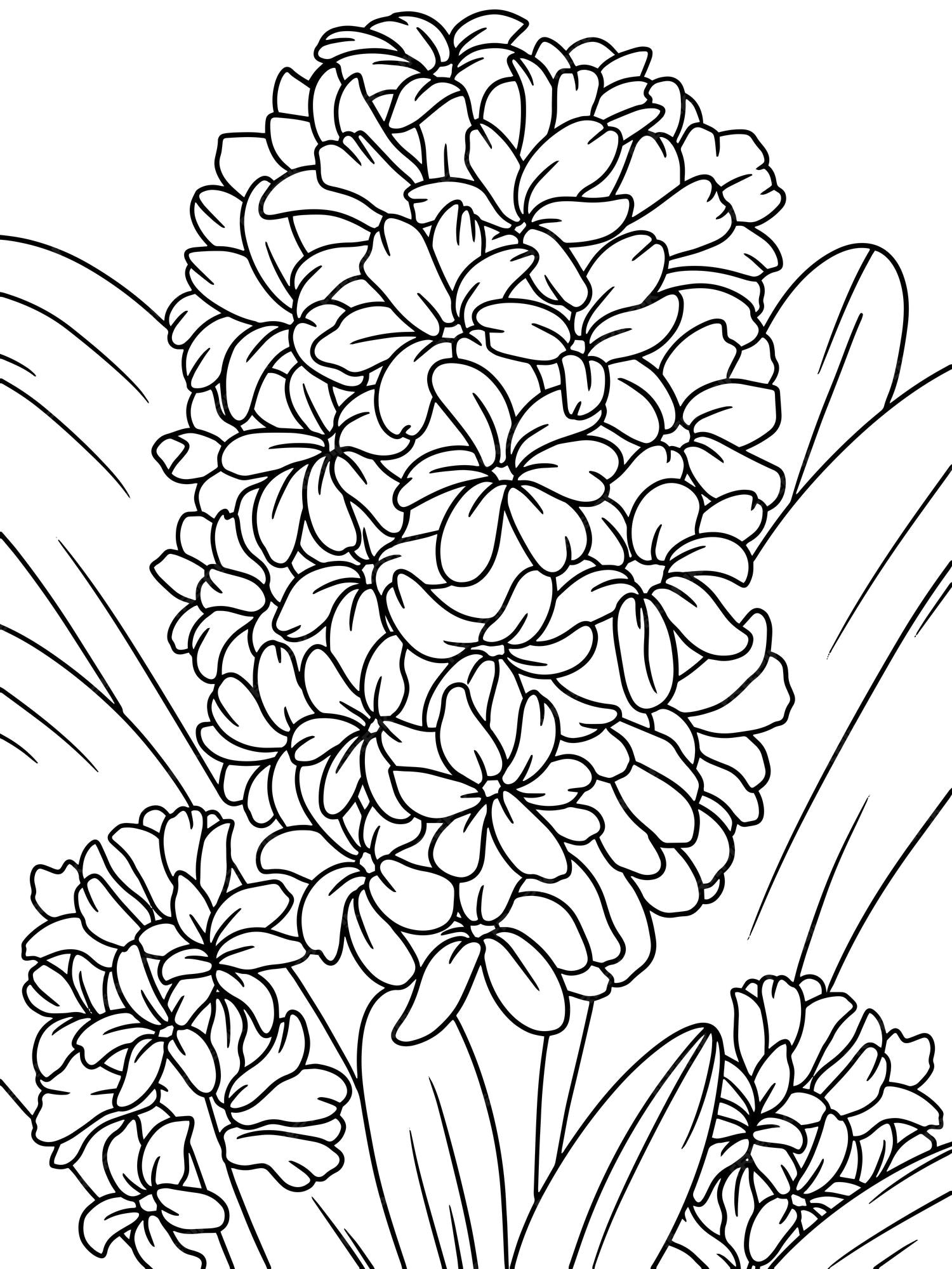 Premium vector coloring book flowers hyacinthus black stroke white background