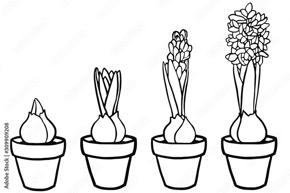 Vector illustration coloring page spring flowers hyacinth in a pot stages of hyacinth growth coloring book for adults and children realistic design botanical illustration vector