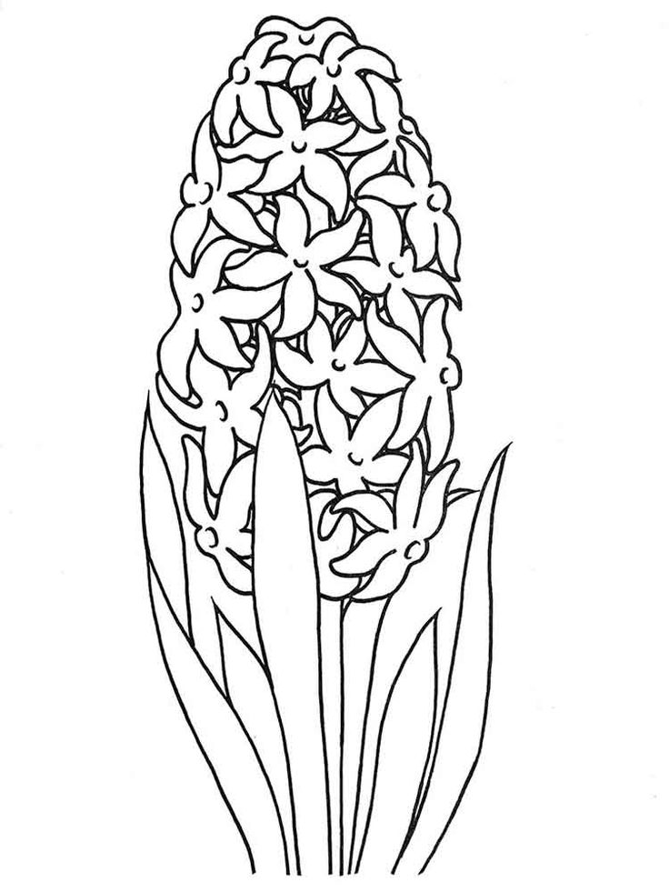 Free printable hyacinth coloring pages for kids flower coloring pages flower drawing flower drawing tutorials