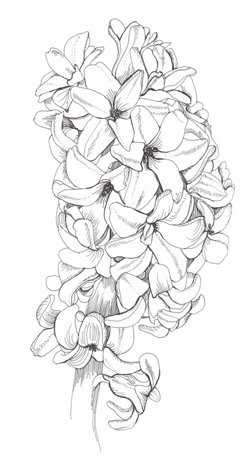 Hyacinth phase flower drawing flower sketches flower coloring pages