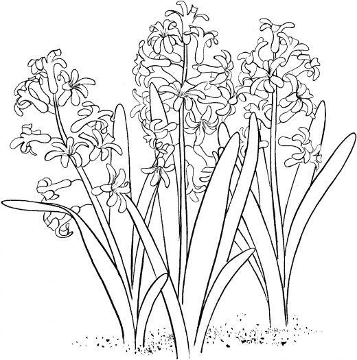 Hyacinth pãginas para colorear de flores pãginas para colorear arte de medusas