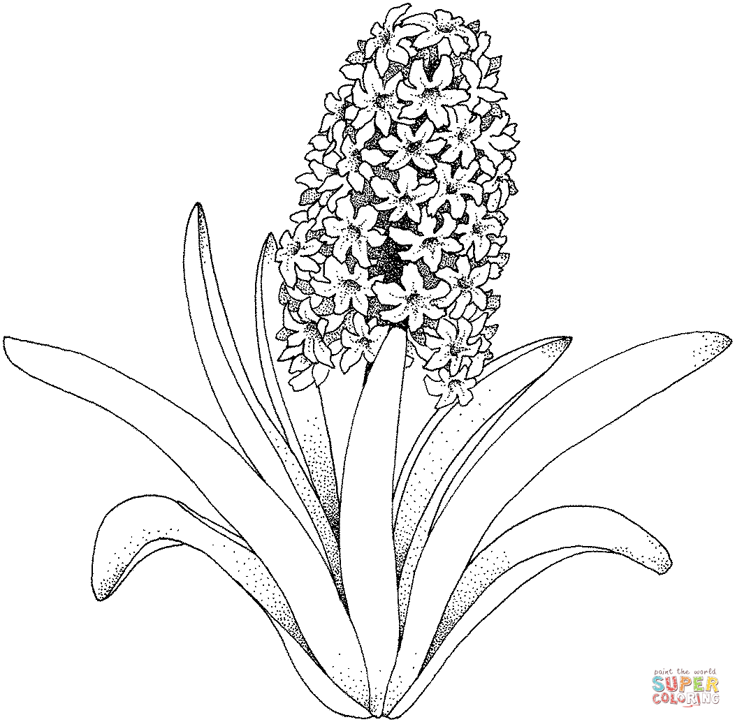 Hyacinth flower coloring page free printable coloring pages