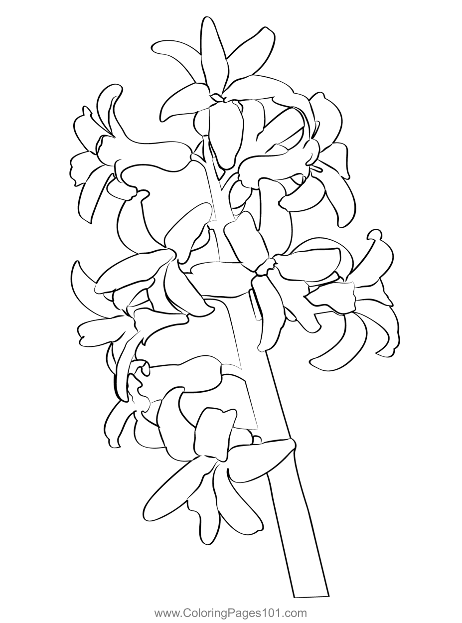 Hyacinth coloring page coloring pages flower drawing flower art