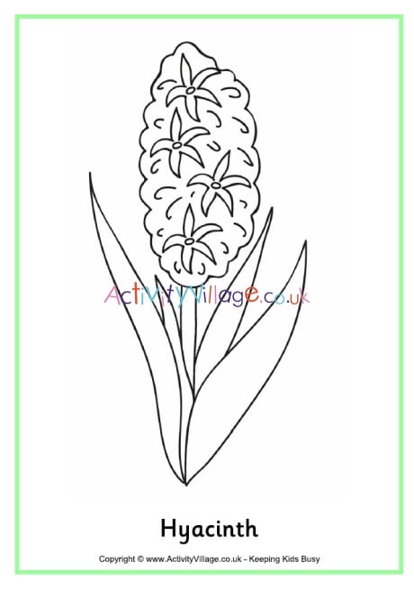 Hyacinth louring page