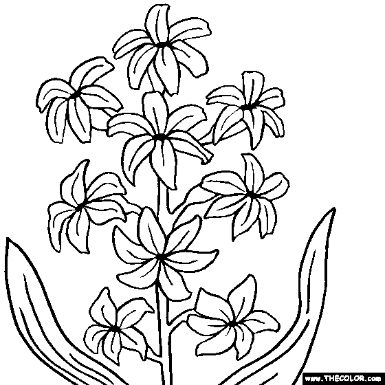 Hyacinth flower online coloring page online coloring pages coloring pages drawing images