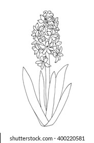 Hyacinth coloring book page isolated on stock vector royalty free