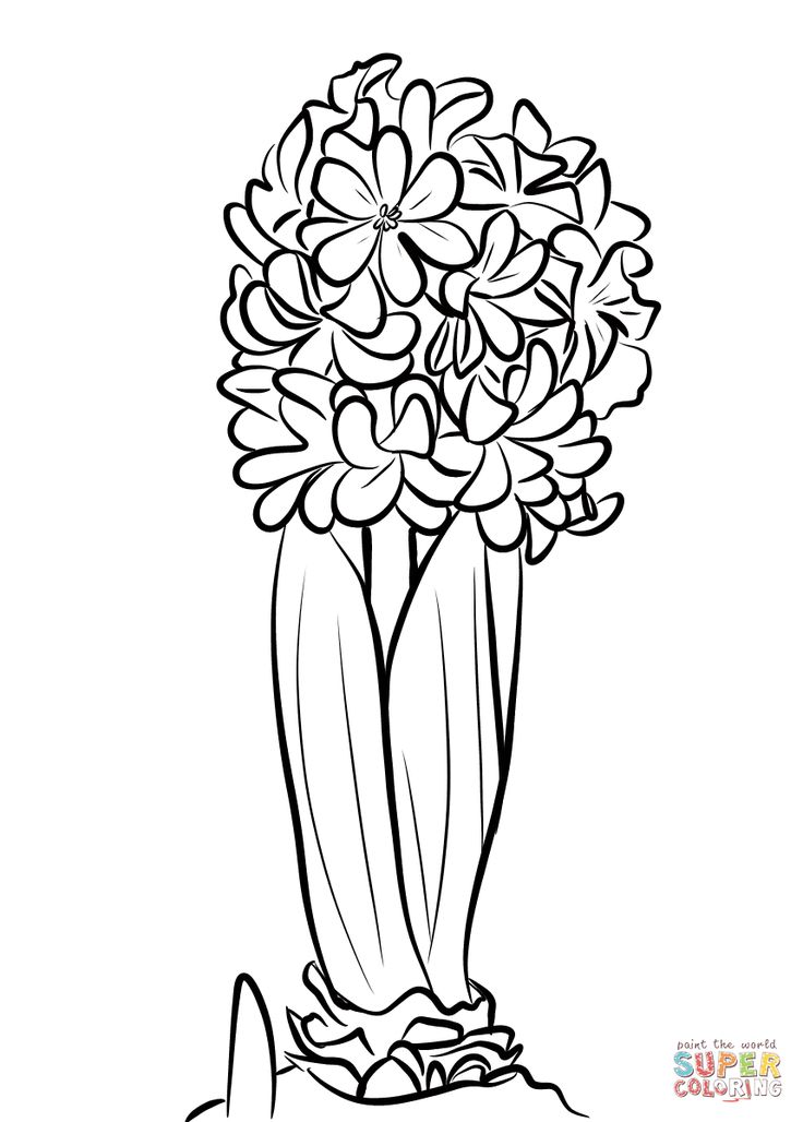 Hyacinthus coloring page free printable coloring pages coloring pages free coloring pages flower drawing tutorials