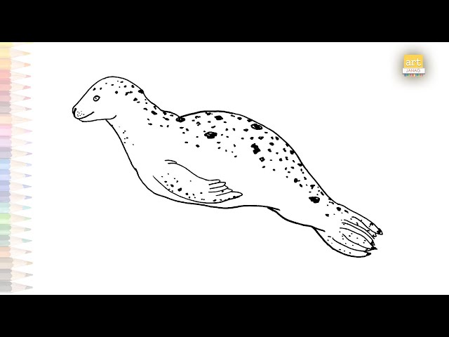 Leopard seal drawings leopard seal art video how to draw leopard seal step by step seal drawing