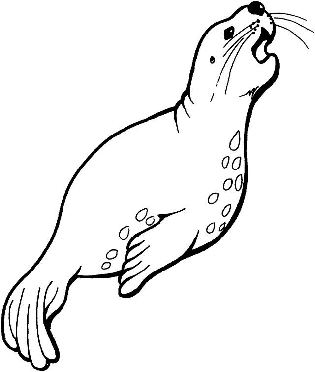 Exclusive picture of seal coloring pages