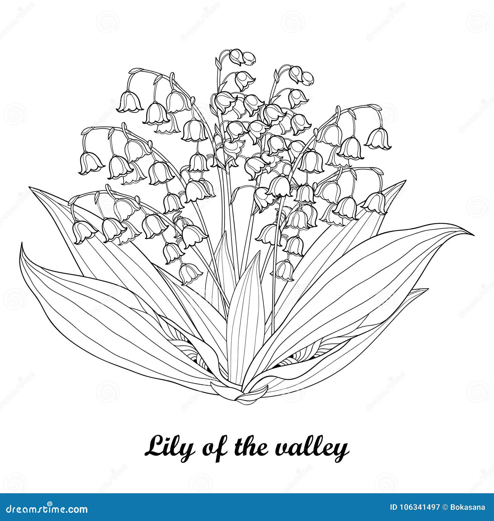 Lily valley flower design black white stock illustrations â lily valley flower design black white stock illustrations vectors clipart