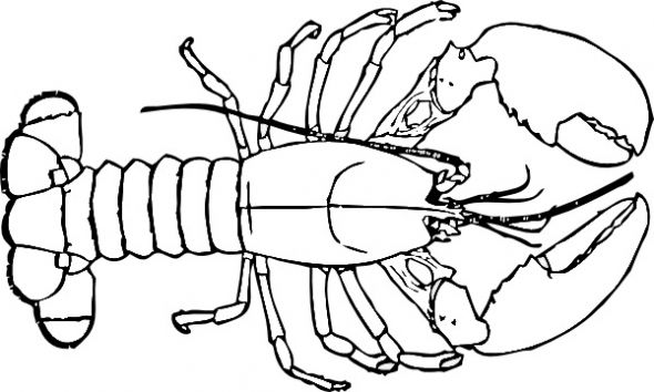 Lobster coloring pages animal facts ocean animals