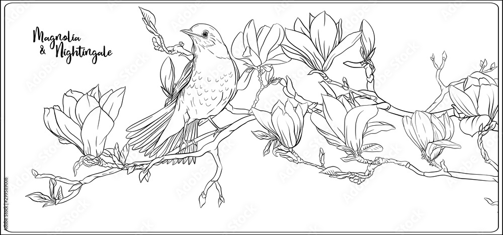 Magnolia tree branch with flowers and nightingale coloring page for the adult coloring book outline hand drawing vector illustration vector