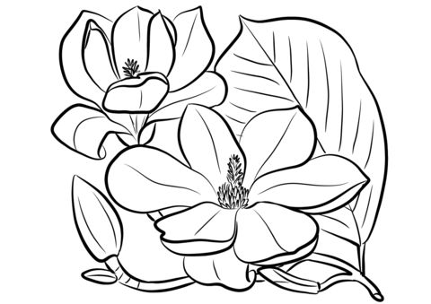 Southern magnolia coloring page poppy flower drawing coloring pages flower coloring pages