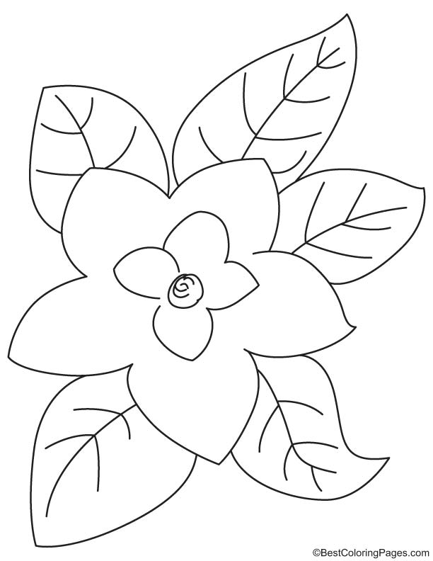 Magnolia with leaves coloring page download free magnolia with leaves coloring page for kids best coloring pages