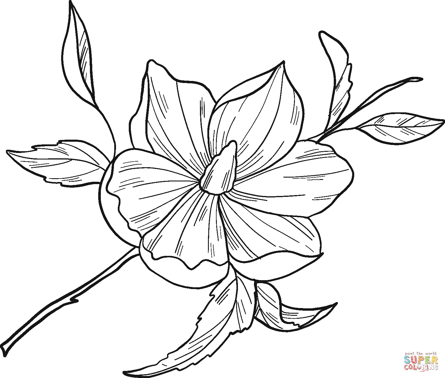 Magnolia flower coloring page free printable coloring pages