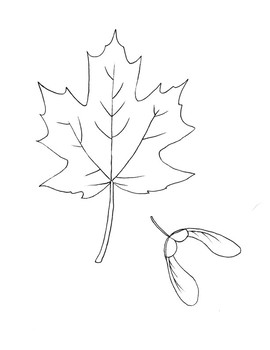 Sugar maple leaf coloring page by mama draw it tpt