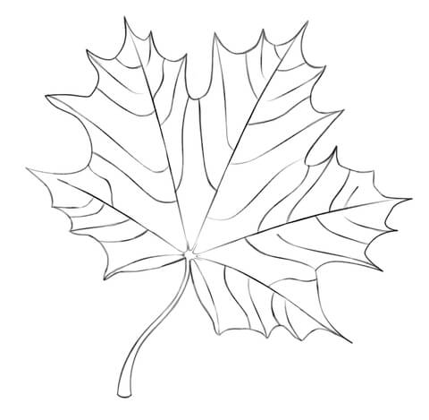 Maple leaf coloring page free printable coloring pages