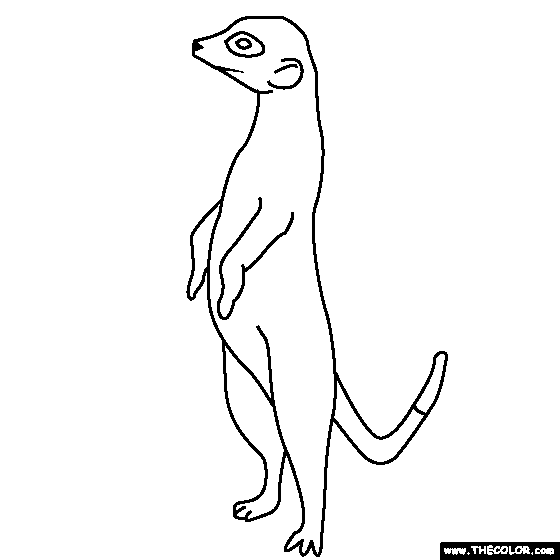 Meerkat coloring page meerkat coloring pages line art design