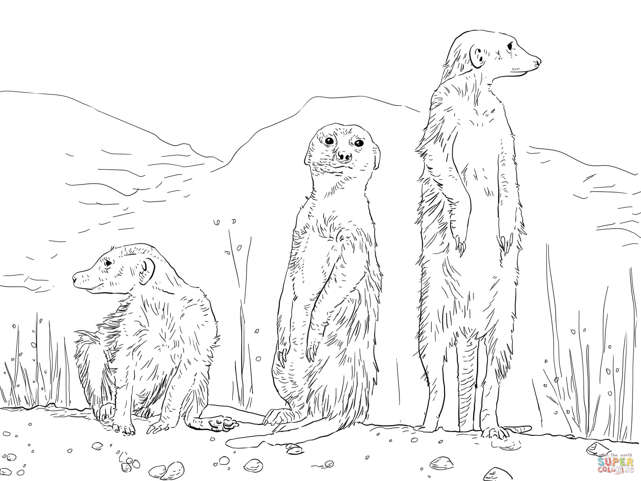 Three meerkats coloring page free printable coloring pages