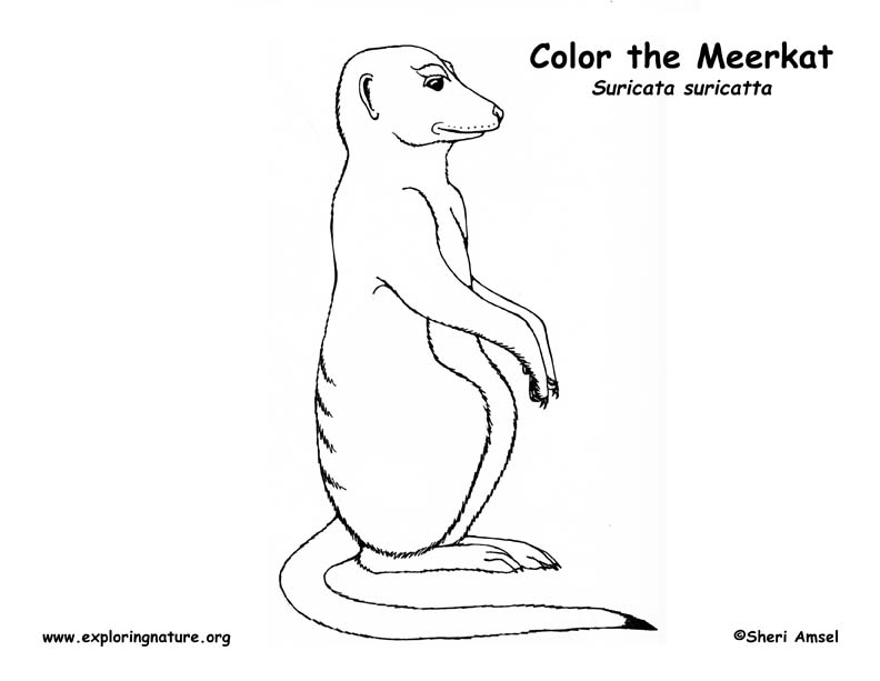 Meerkat â coloring nature