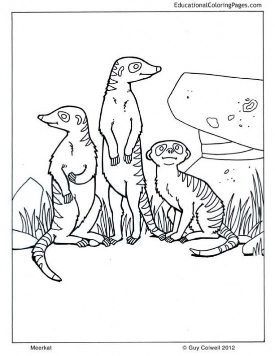 Meerkat mammals mammals coloring page animal coloring pages meerkat animal sketches