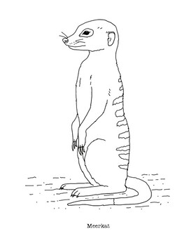 Meerkat coloring page by mama draw it tpt