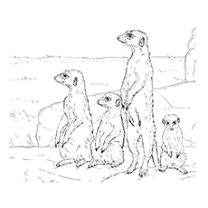 Top meerkat coloring pages