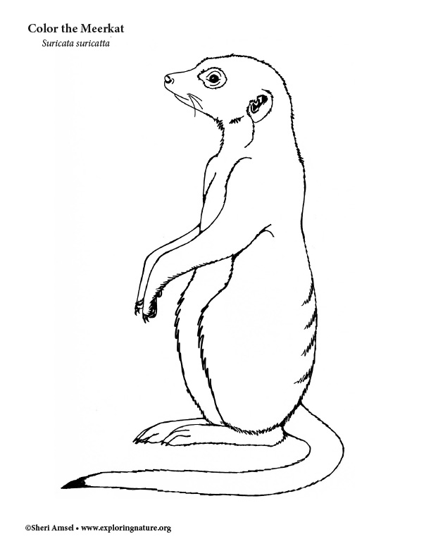 Meerkat coloring page