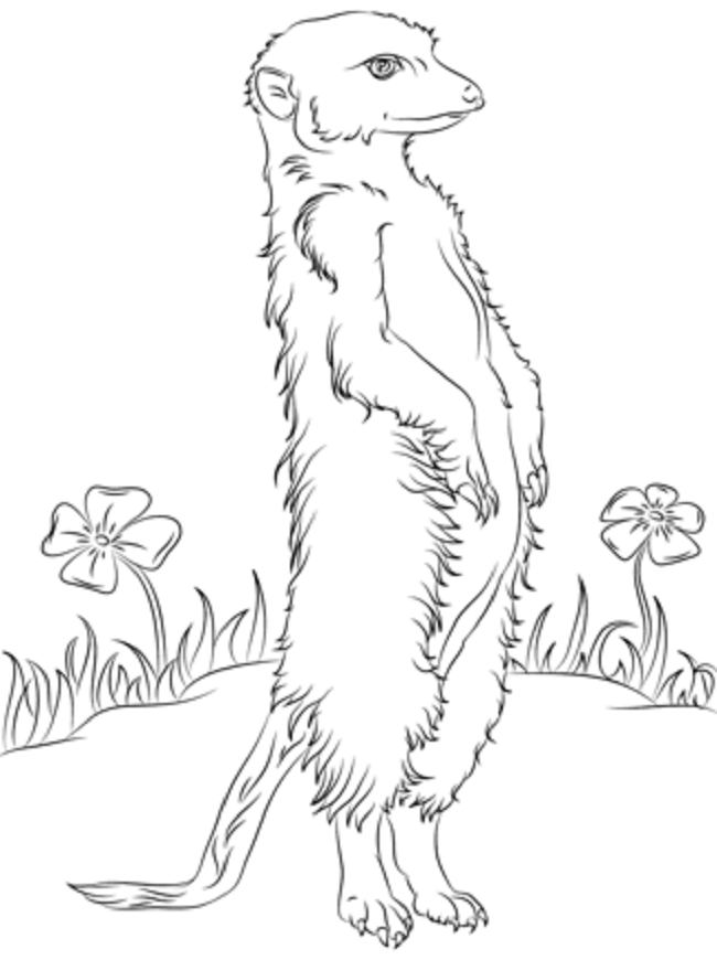 Meerkats colouring pages colouring pages animal coloring pages owl coloring pages