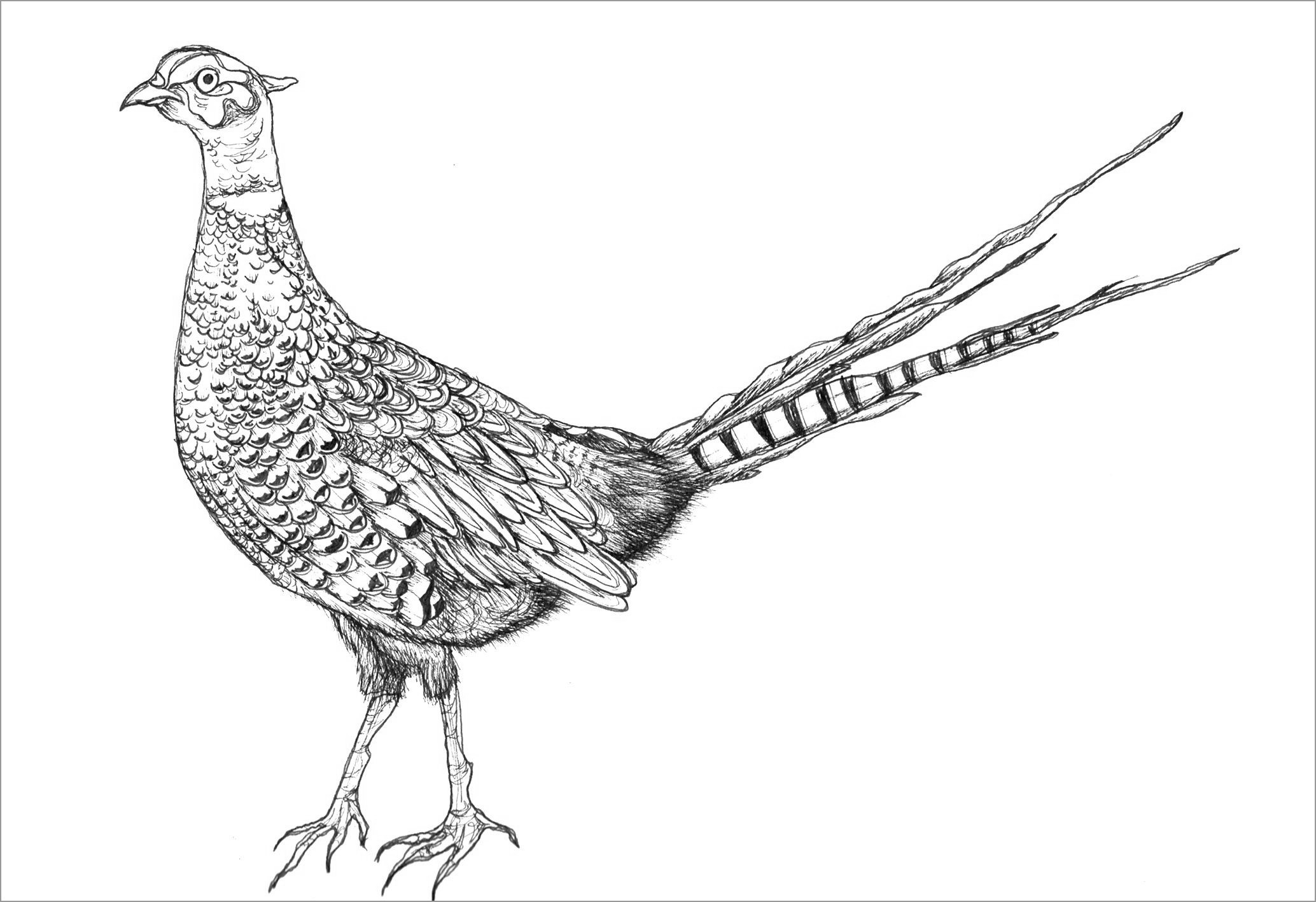 Pheasant coloring pages