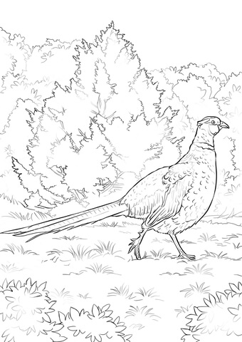 Pheasants coloring pages free coloring pages