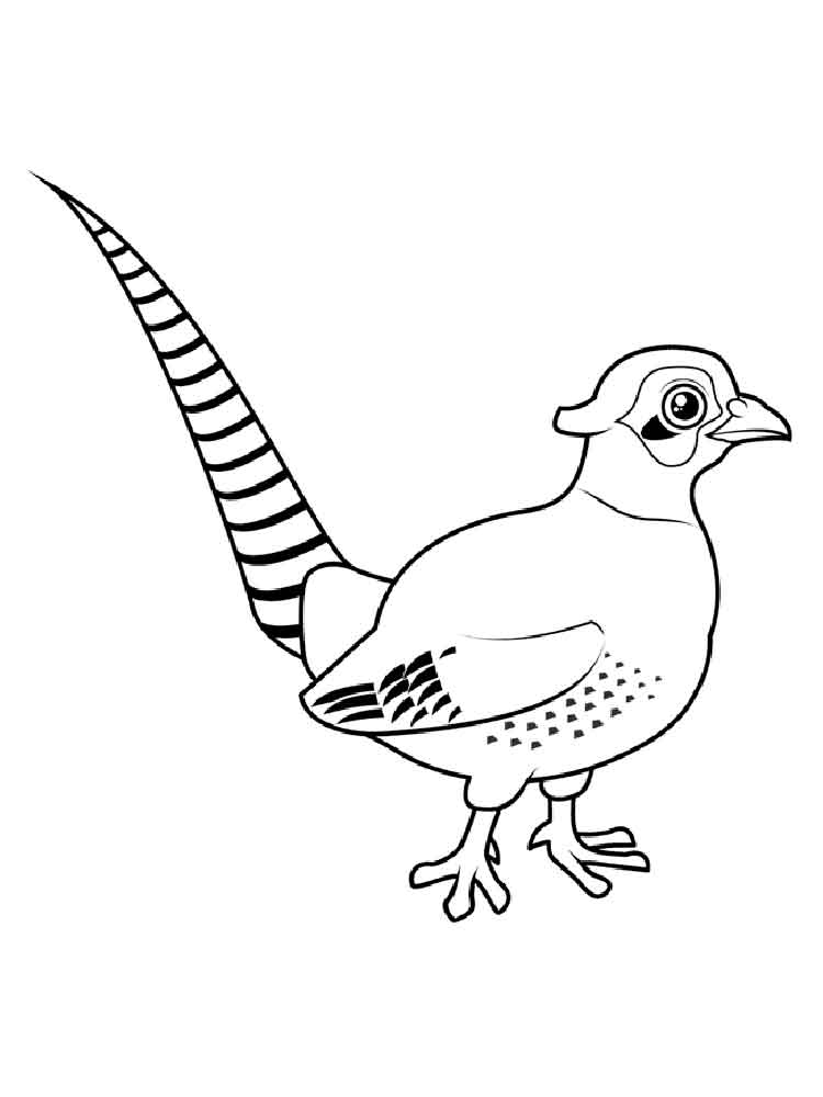 Pheasant coloring pages