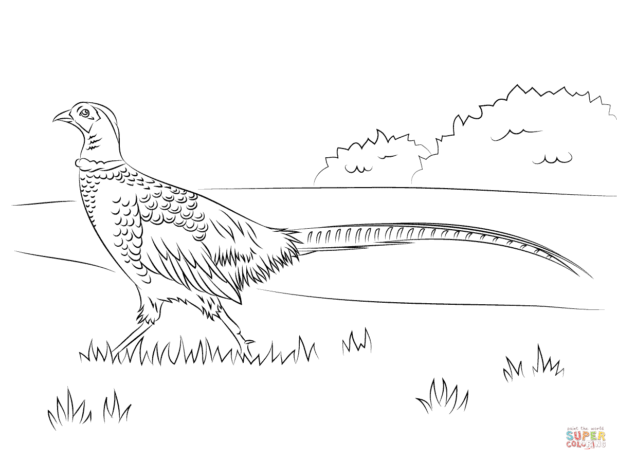 Walking pheasant coloring page free printable coloring pages