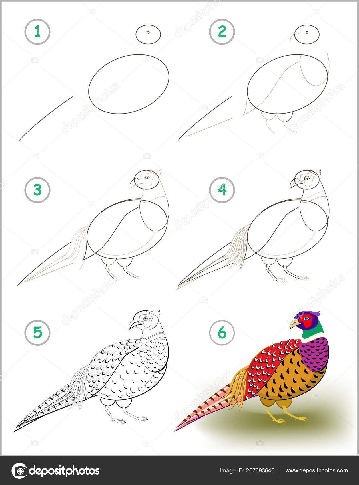 Educational page kids shows how learn step step draw pheasant stock vector by nataljacernecka