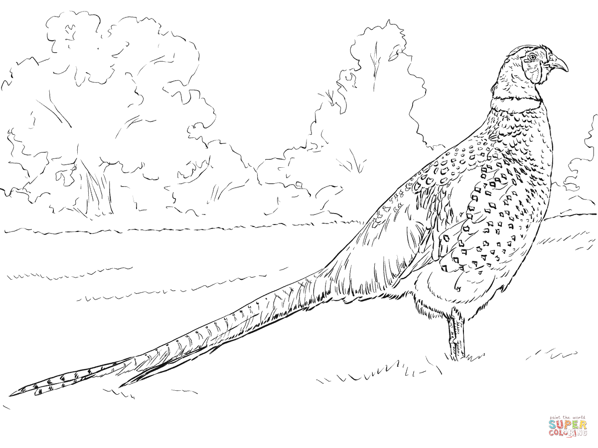 Mon pheasant coloring page free printable coloring pages