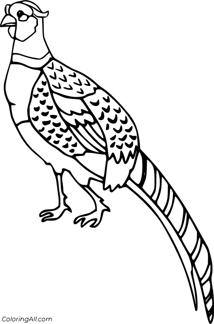 Free printable pheasant coloring pages in vector format easy to print from any device and automaticâ bird coloring pages coloring pages animal coloring pages