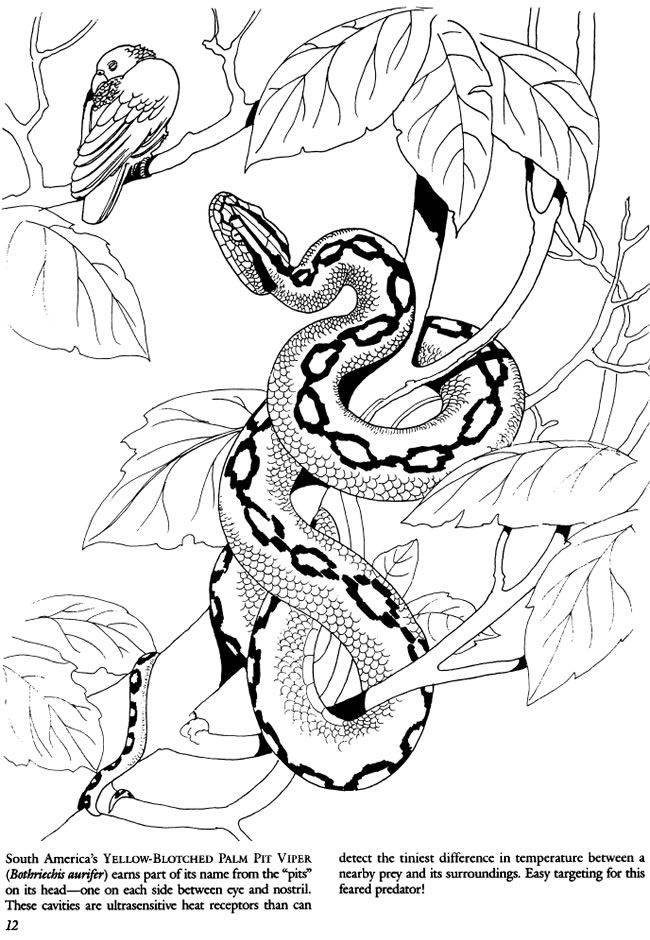 Wele to dover publications snake coloring pages snake drawing coloring pages to print