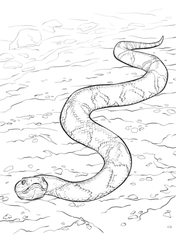 Southern copperhead snake coloring page free printable coloring pages