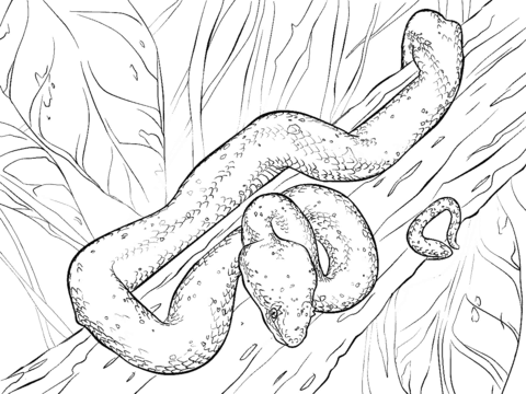 Eyelash viper on a tree coloring page free printable coloring pages