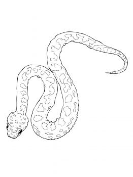 Horned viper coloring page super coloring snake coloring pages animal coloring pages coloring pages