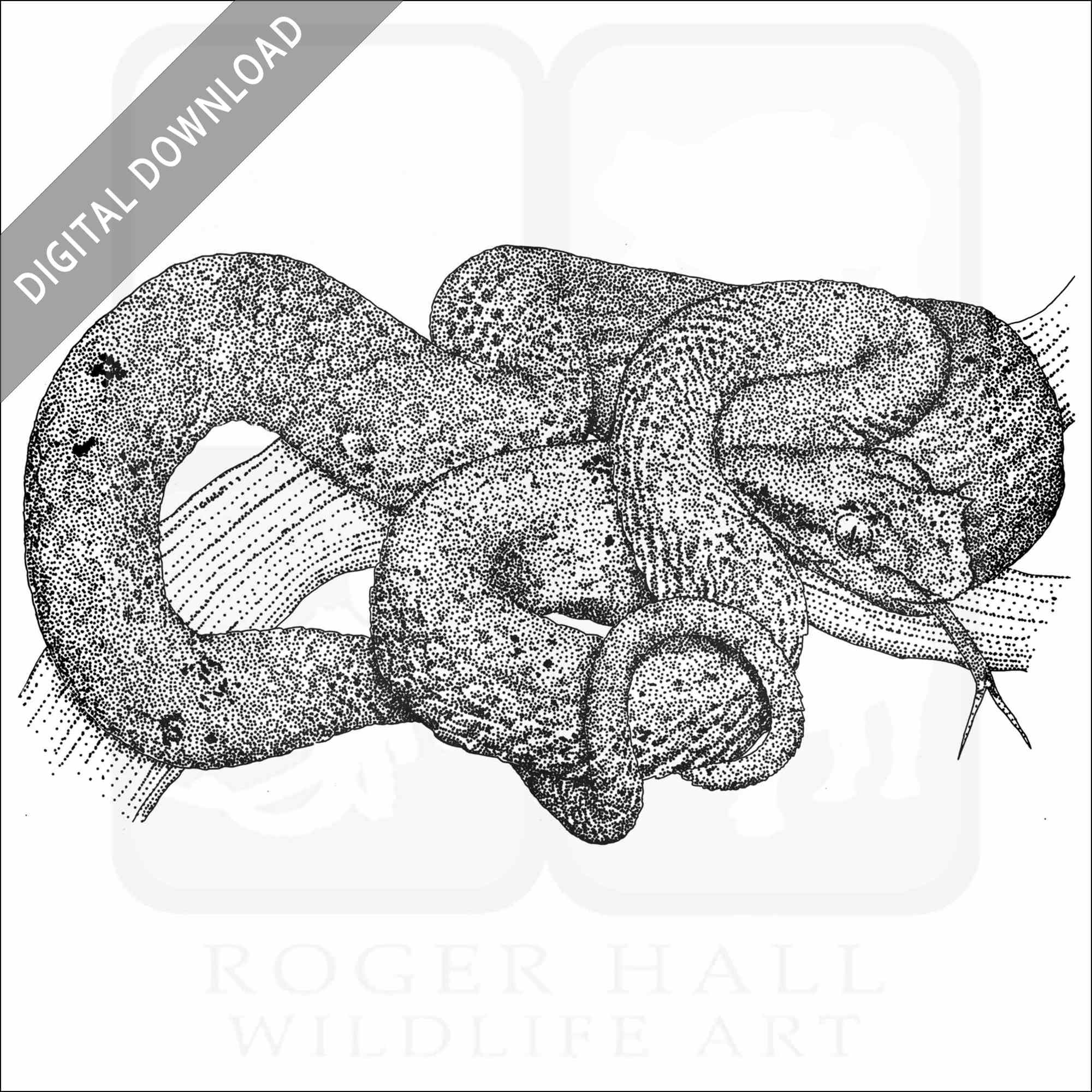 Stock art drawing of an eyelash pit viper