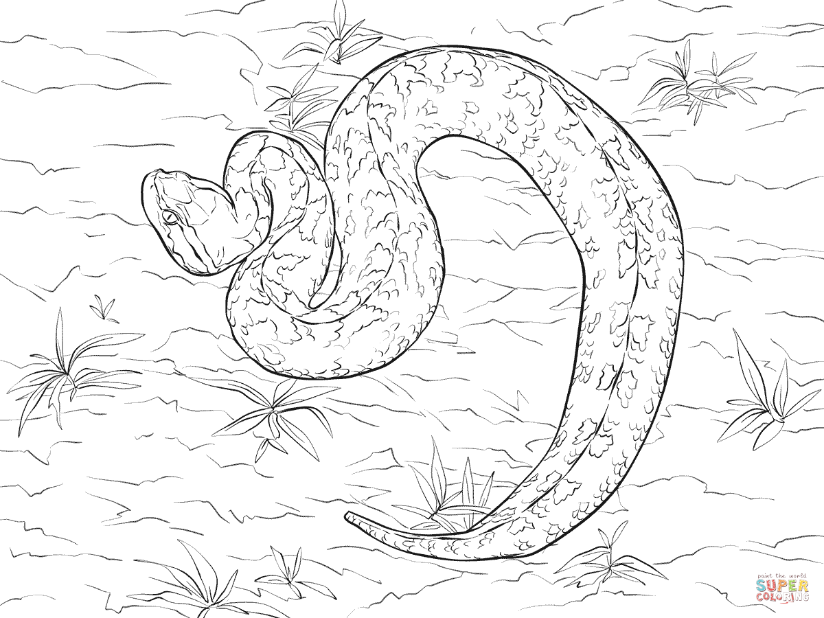 Malayan pit viper coloring page free printable coloring pages