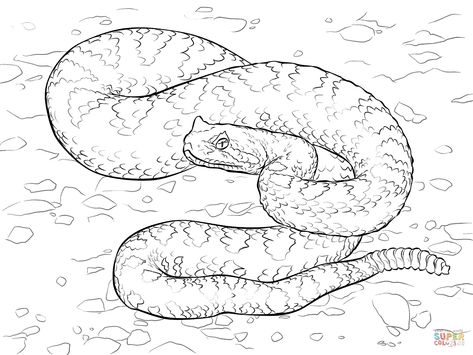 Sonoran desert sidewinder coloring page free printable coloring pages snake coloring pages coloring pages printable coloring pages