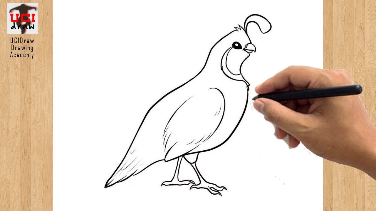 How to draw a quail drawing easy outline beginners sketch step by step