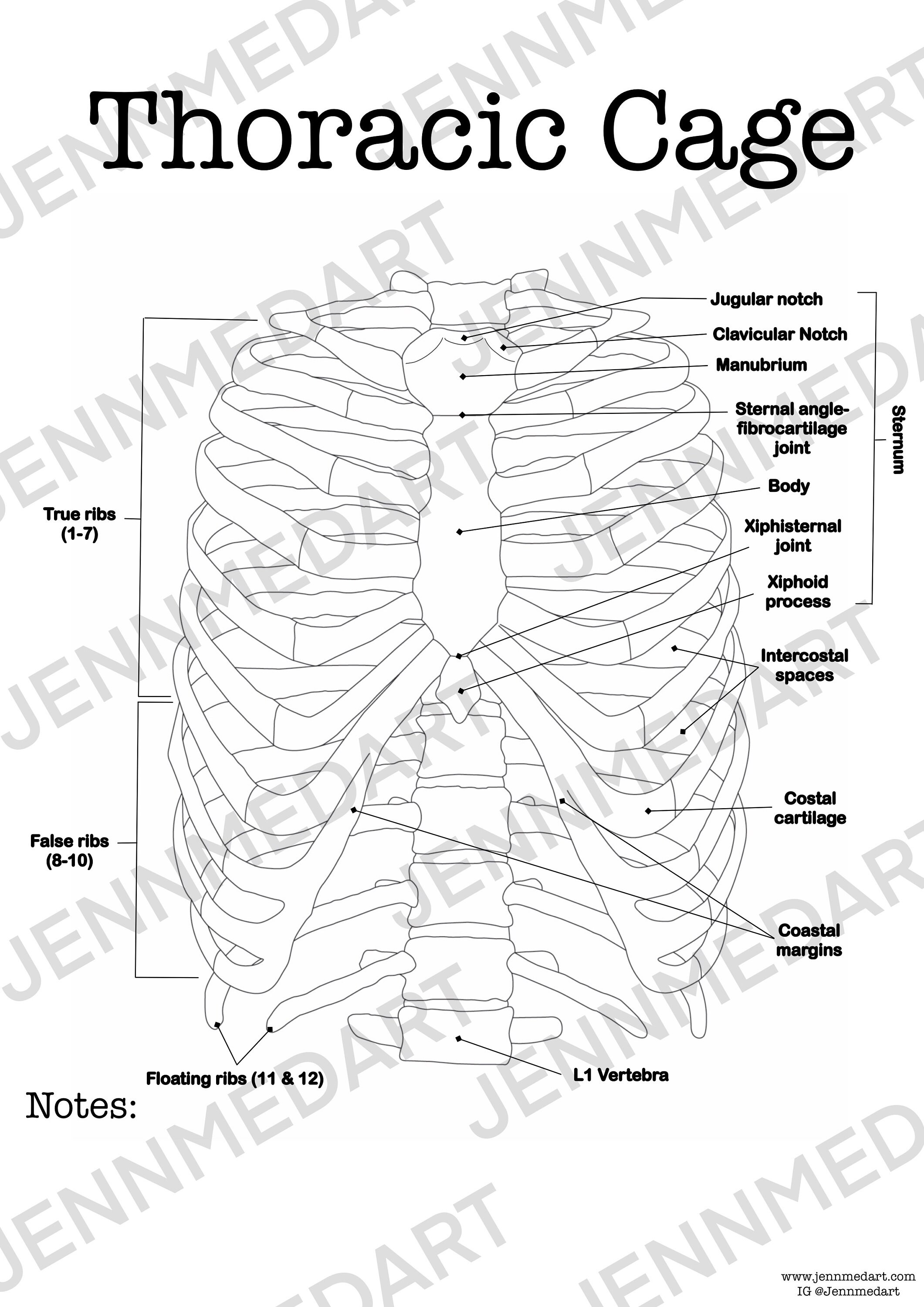 Thoracic cage anatomy coloring page