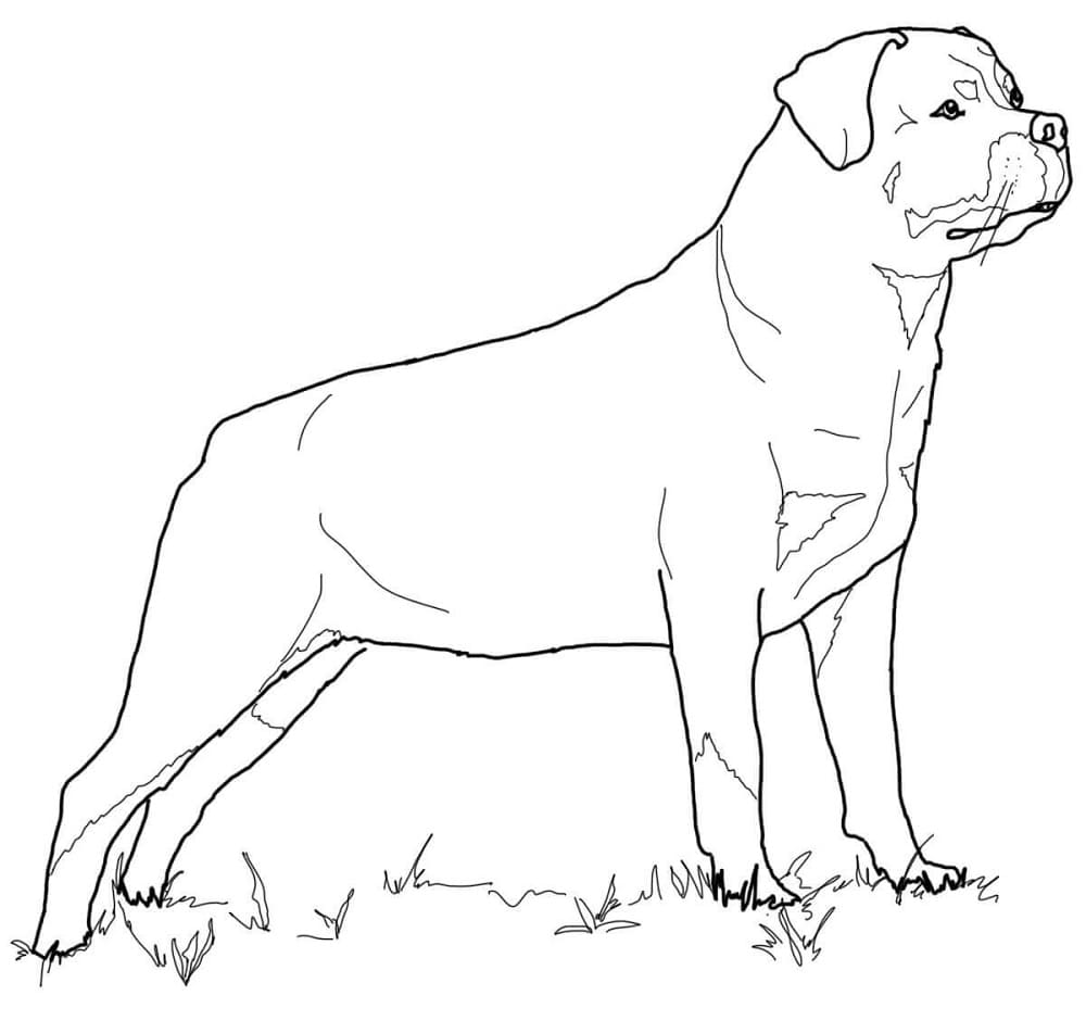 A rottweiler coloring page