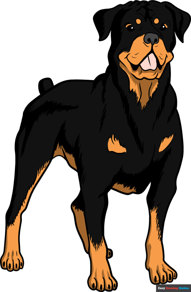 How to draw a rottweiler