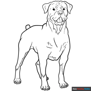 Rottweiler coloring page easy drawing guides